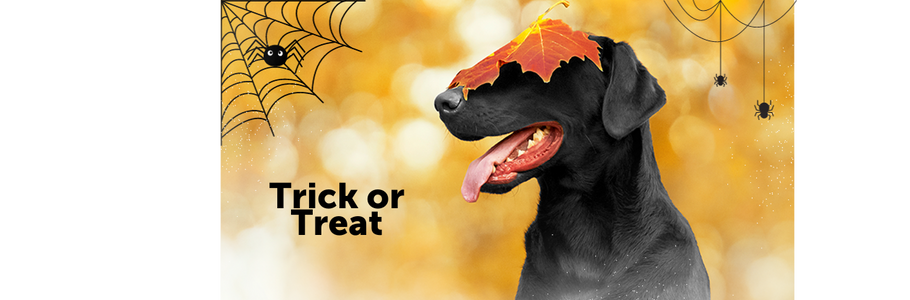 Top 10 Tips to Calm Your Dog During Halloween Fireworks
