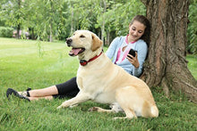Load image into Gallery viewer, STAY &amp; PLAY® Wireless Fence Stubborn Dog Add-A-Dog® Extra Receiver Collar
